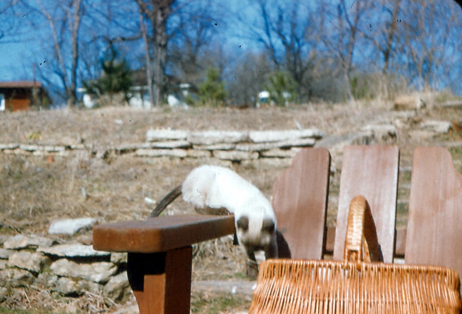 Box22 021 backyard 4-58